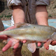 Illustration for article titled Grand Junction Humpback Chubs Game Postponed, Which Means The Grand Junction Humpback Chubs Will Play A Double-Header Today